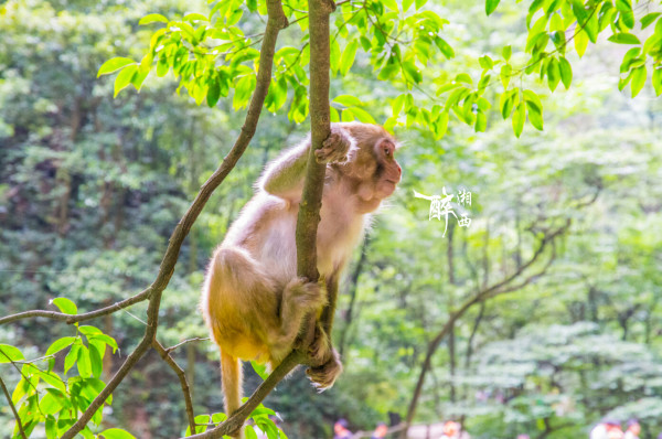 湘西魅力